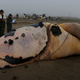 In this photo, you can clearly see that a dead right whale is entangled in fishing gear. Image: Marine Animal Response Society
